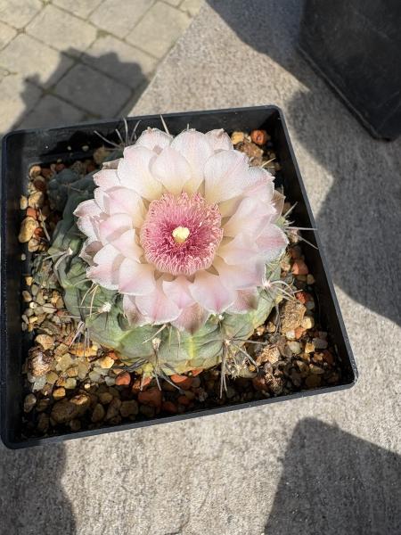 Gymnocalycium ritterianum